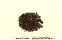 藏品(高山紫萼苔)的圖片